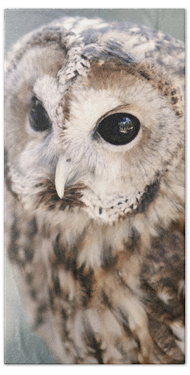 Owl Beach Sheet featuring the photograph Spotted Owl by Shoal Hollingsworth