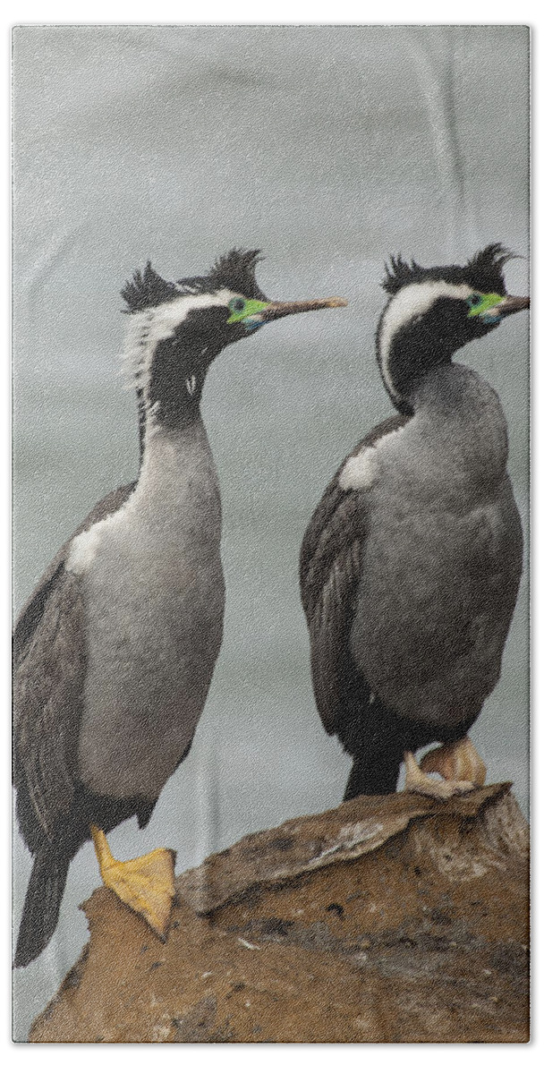 530838 Beach Towel featuring the photograph Spotted Shags At Shag Point Otago New by Colin Monteath