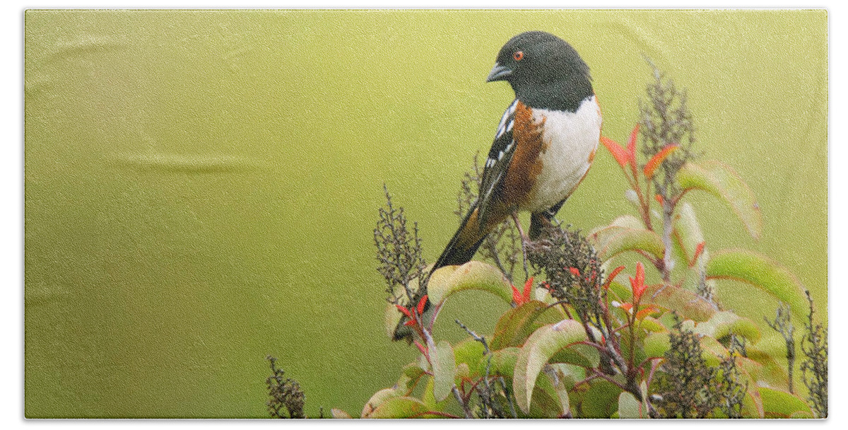 Spotted Towhee Beach Towel featuring the photograph Spotted Towhee by Ram Vasudev