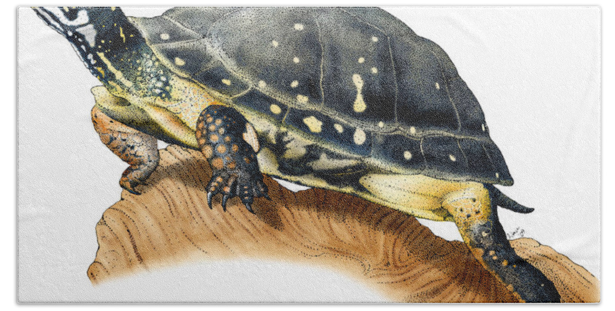 Animal Beach Towel featuring the photograph Spotted Turtle by Roger Hall