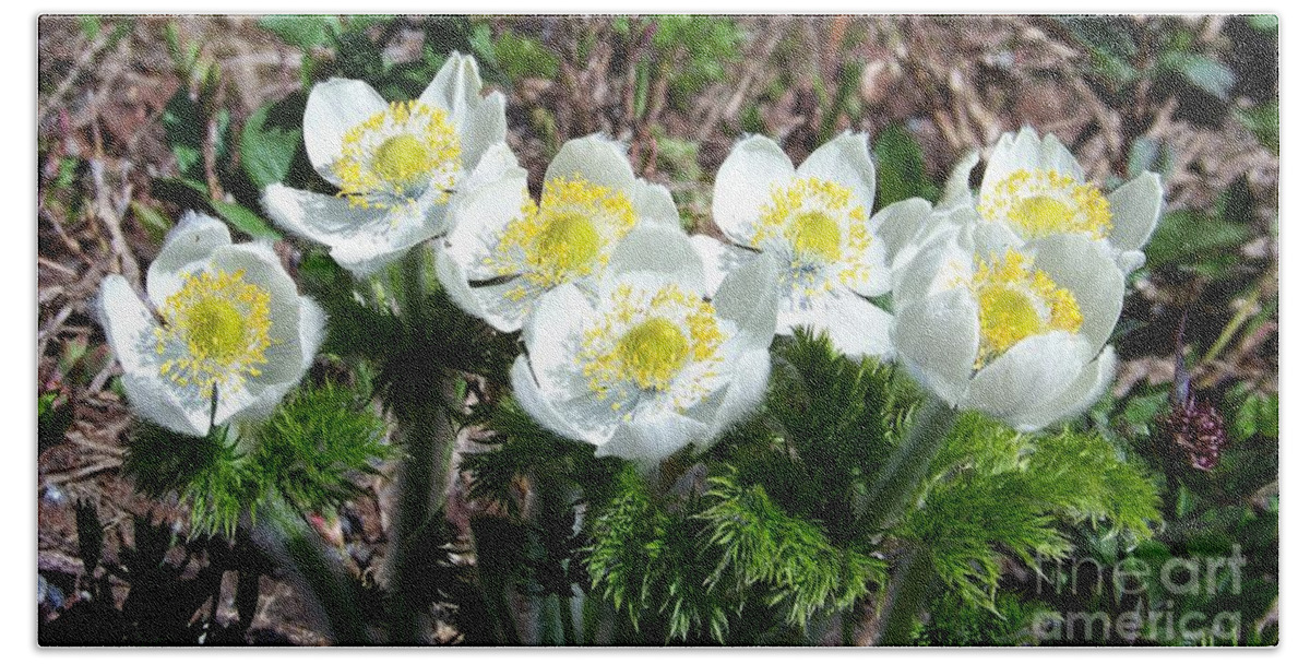 Anemone Beach Towel featuring the photograph Spring Anemone by Charles Robinson