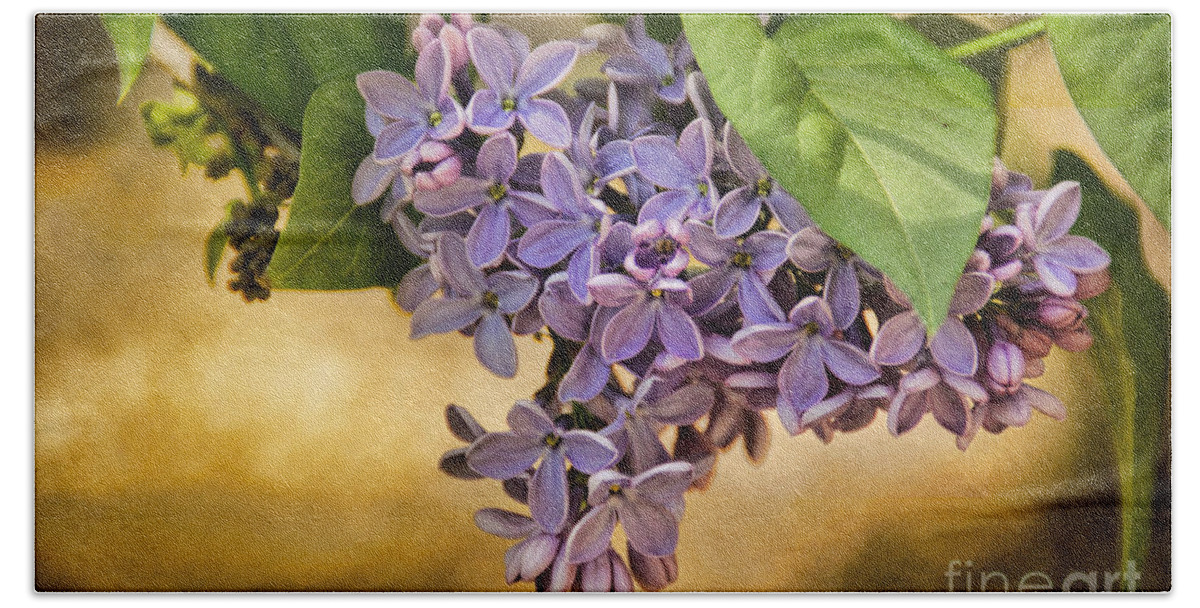 Lilac Beach Sheet featuring the photograph Spring Dreaming by Peggy Hughes