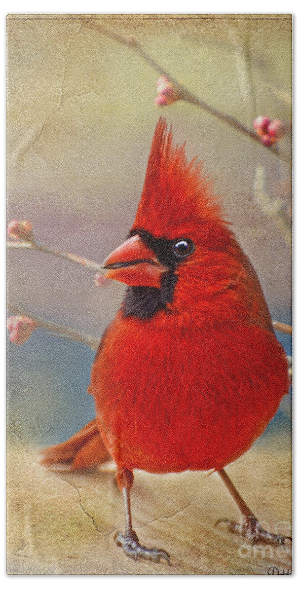 Bird Beach Sheet featuring the photograph Spring Male Norther Cardinal by Debbie Portwood