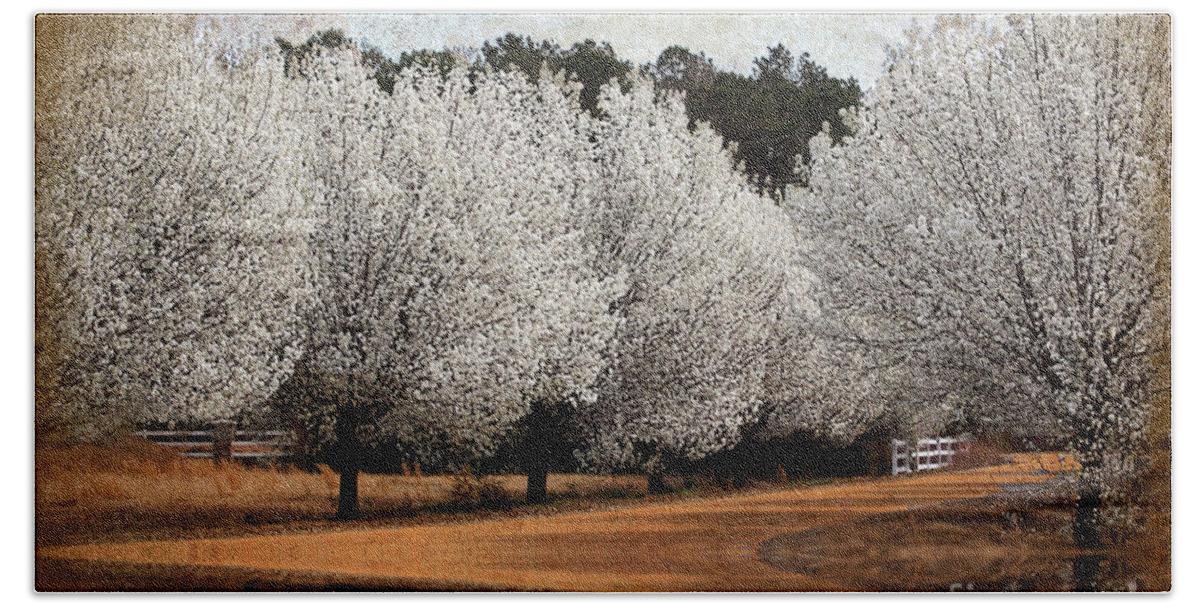 Flowers Beach Towel featuring the photograph Spring Pear Blossoms by Kathy Baccari