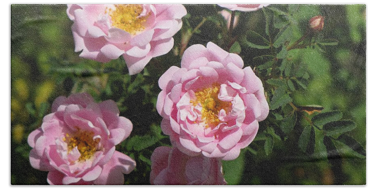 Roses Beach Towel featuring the photograph Spring Roses by MTBobbins Photography