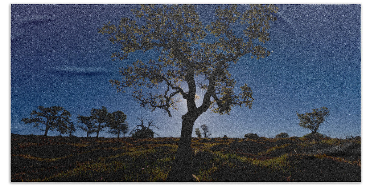 Tree Beach Sheet featuring the photograph Spring Tree by Robert Woodward