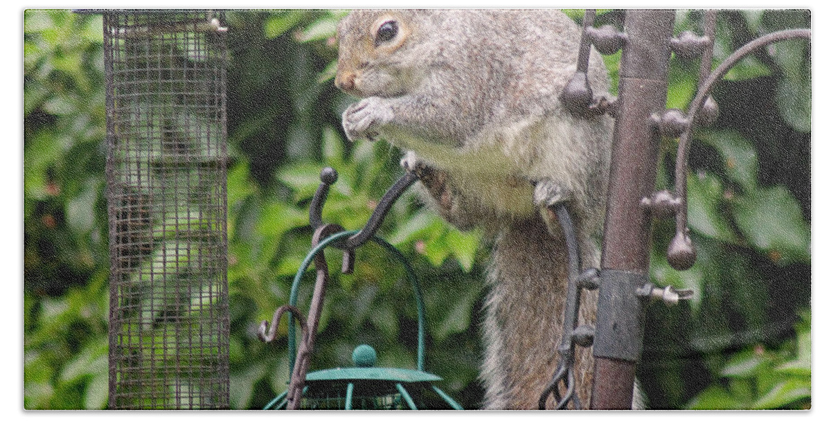 Grey Squirrel Beach Sheet featuring the photograph Squirrel eating nuts by Tony Murtagh