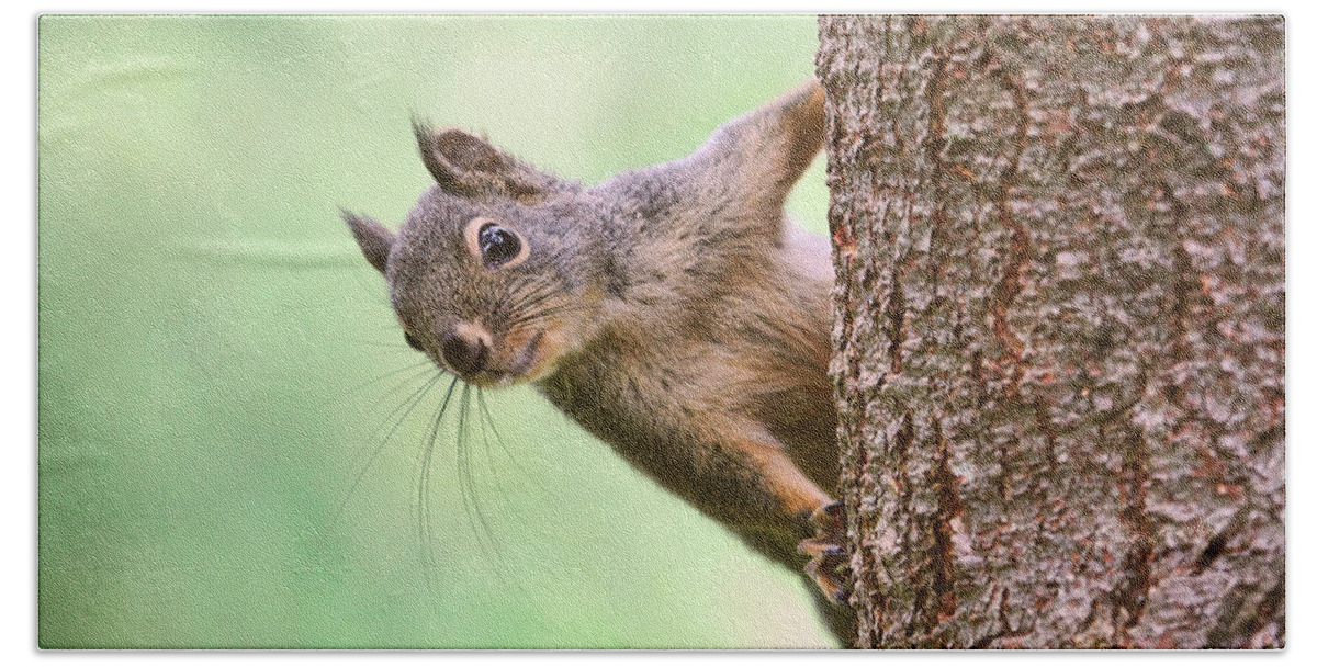 Squirrels Beach Towel featuring the photograph Squirrel in a Tree by Peggy Collins