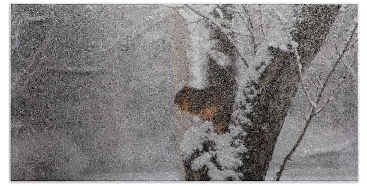 Squirrel Beach Towel featuring the photograph Squirrel in Winter by Valerie Collins