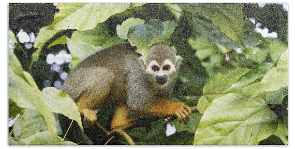 Common Squirrel Monkey Beach Towel featuring the photograph Squirrel Monkey by M. Watson