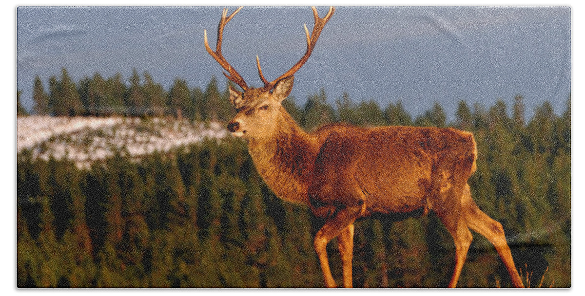 Stag In Snow Beach Towel featuring the photograph Stag in the Winter Sun by Gavin Macrae