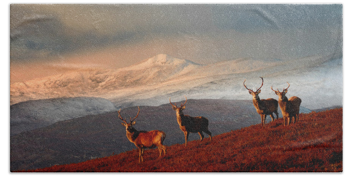 Stag Beach Towel featuring the photograph Stags at Strathglass by Gavin Macrae