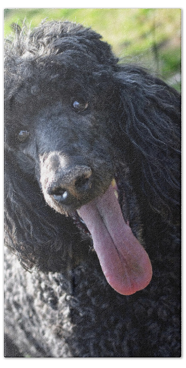 Standard Poodle Beach Towel featuring the photograph Standard Poodle by Lisa Phillips