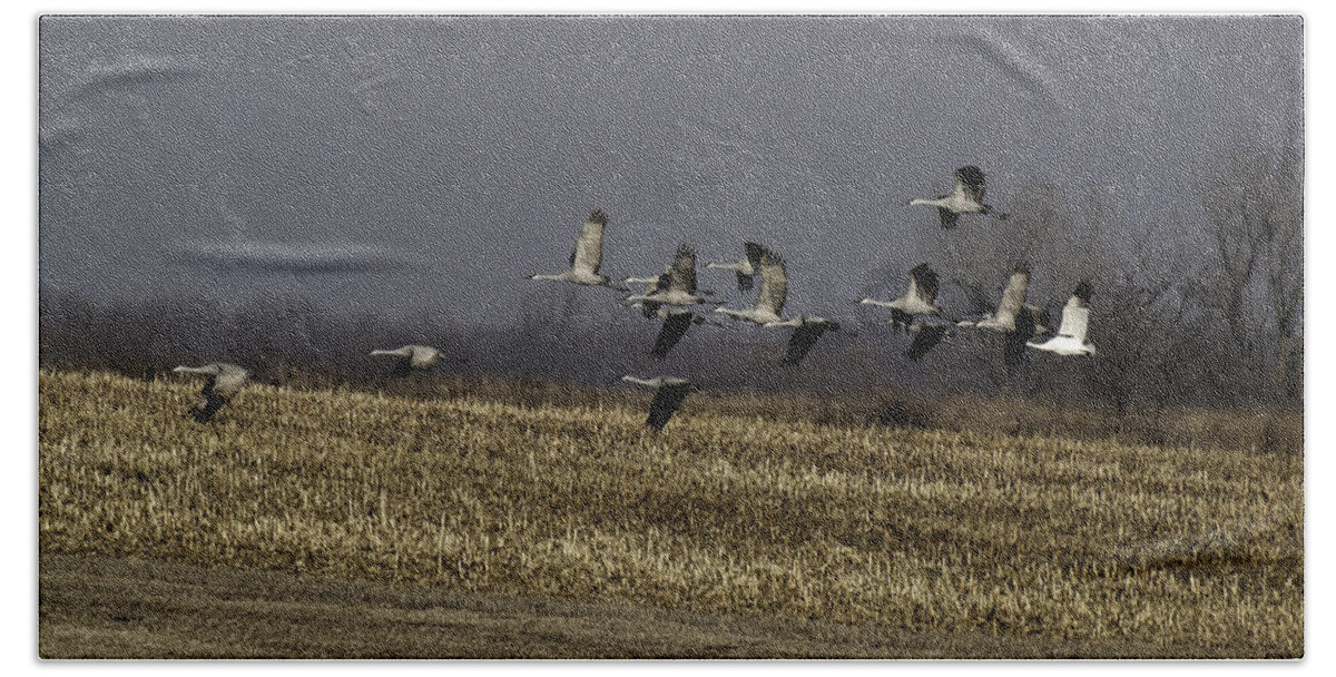 Whooping Crane Beach Towel featuring the photograph Standing Out 1 by Thomas Young