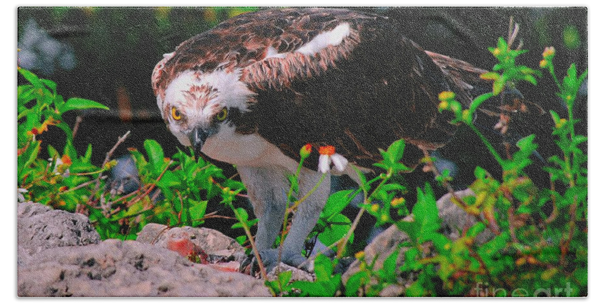 Osprey Beach Towel featuring the photograph Stare into my eyes by Quinn Sedam