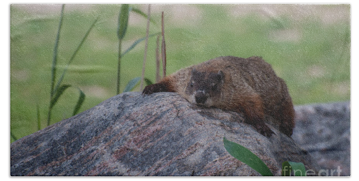 Groundhog Beach Towel featuring the photograph Stealth Mode by Bianca Nadeau