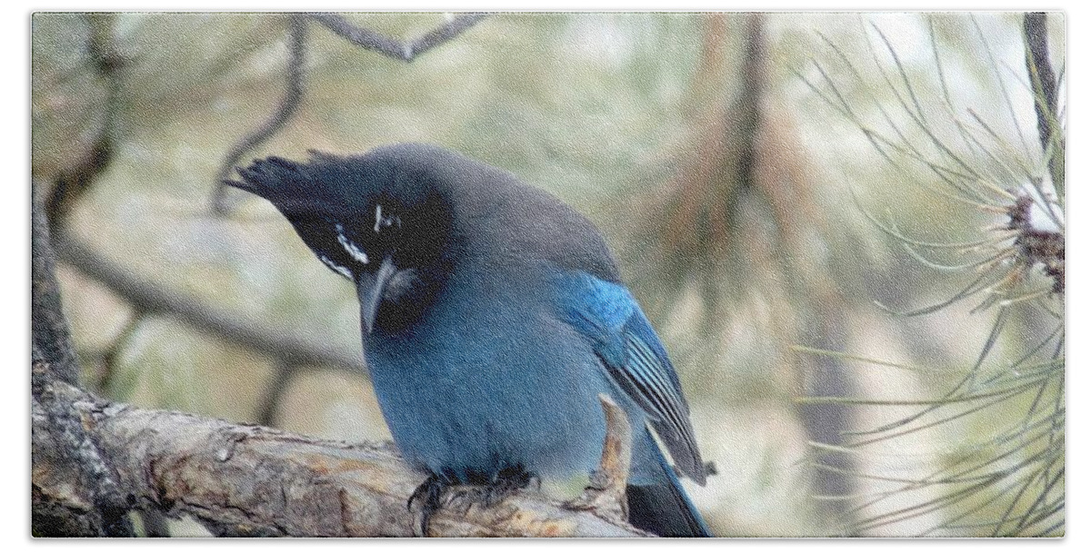 Colorado Beach Towel featuring the photograph Steller's Jay Looking Down by Marilyn Burton