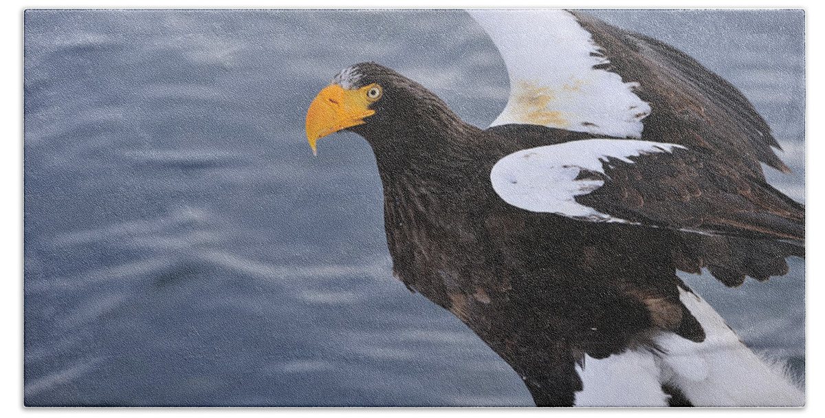 Thomas Marent Beach Towel featuring the photograph Stellers Sea Eagle Taking Flight by Thomas Marent