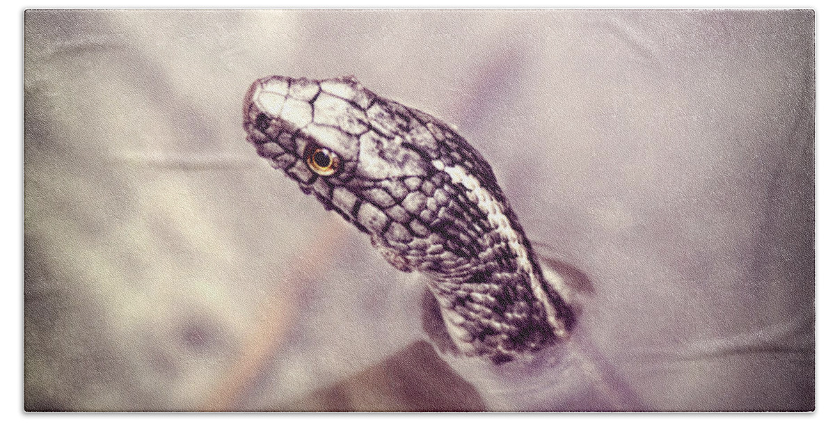 Snake Beach Towel featuring the photograph Stony Stare by Melanie Lankford Photography