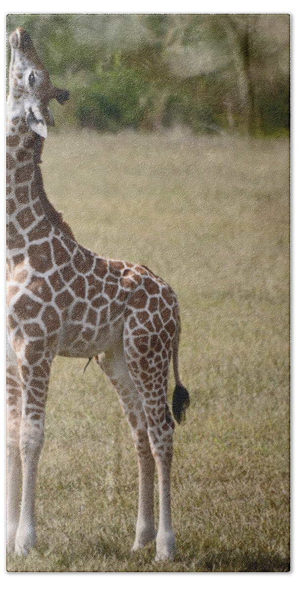 Giraffe Beach Towel featuring the photograph Stretch by Lori Tambakis