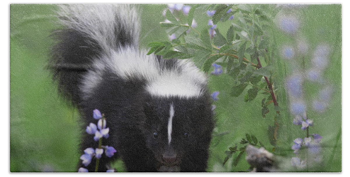 00176522 Beach Towel featuring the photograph Striped Skunk Kit by Tim Fitzharris