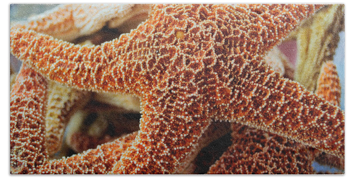 Starfish Beach Towel featuring the photograph Study of a Starfish by Tikvah's Hope