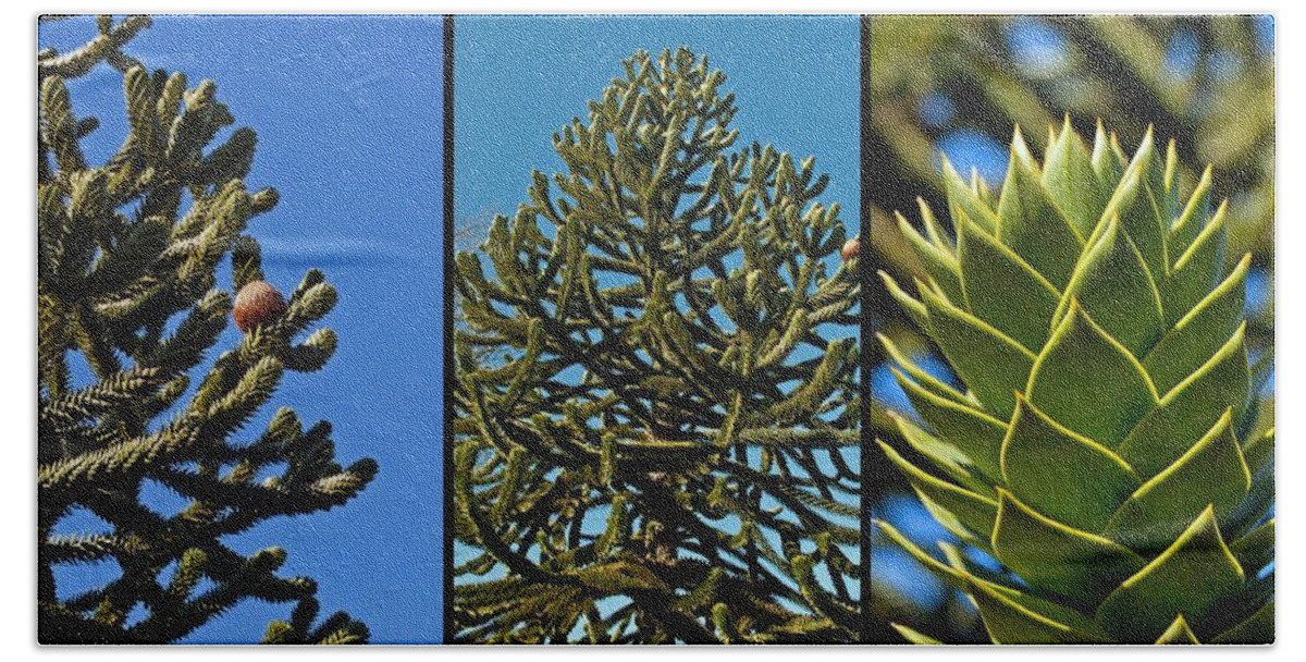 Monkey Beach Sheet featuring the photograph Study of the Monkey Puzzle Tree by Tikvah's Hope