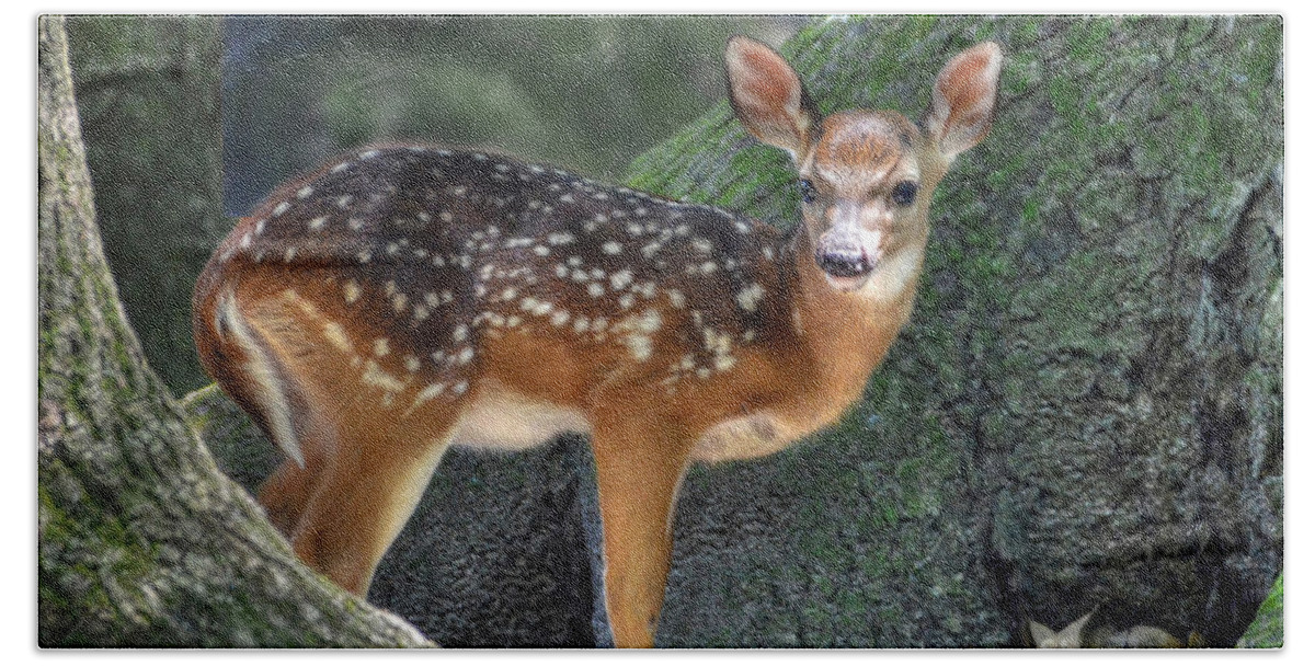 Deer Beach Towel featuring the photograph Such A Deer by Kathy Baccari