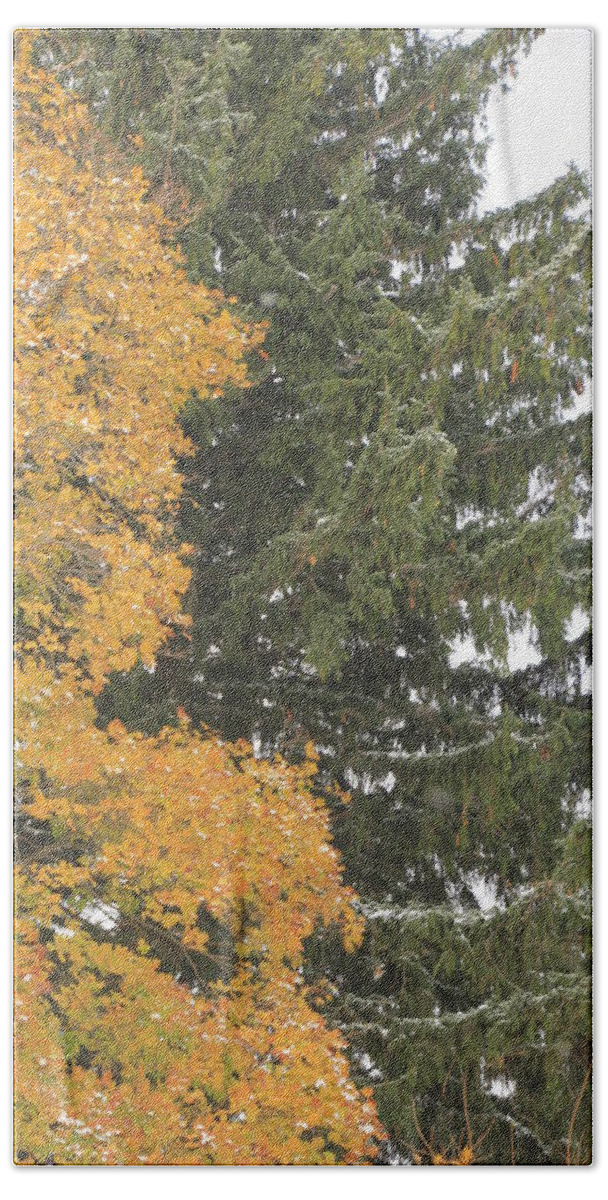 Christmas Tree Beach Towel featuring the photograph Sugar Maple and Evergreen by Valerie Collins
