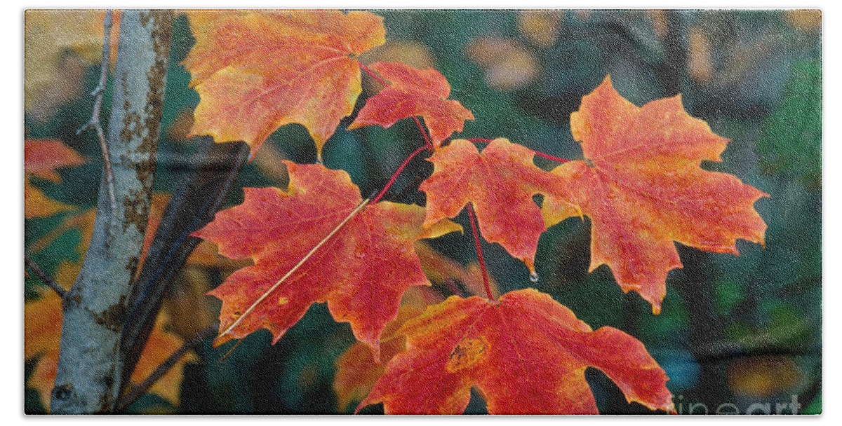 Fall Colors Beach Towel featuring the photograph Sugar Maple Leaves by Stephen J Krasemann