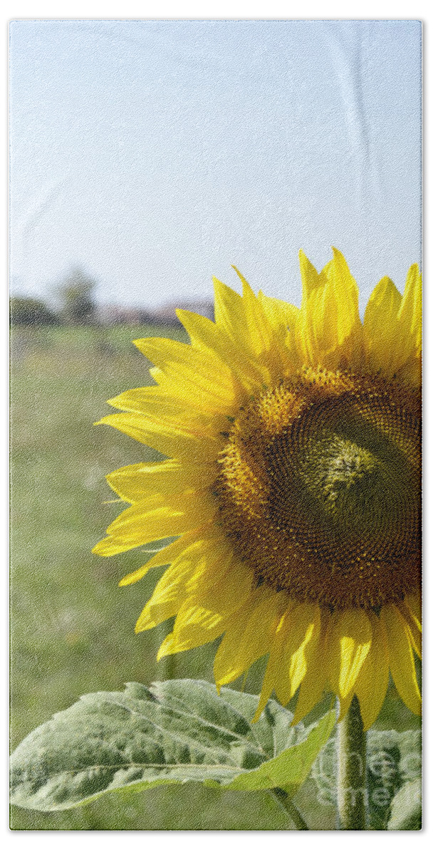 Yellow. Golder Beach Towel featuring the photograph Summer Lovin by Traci Cottingham