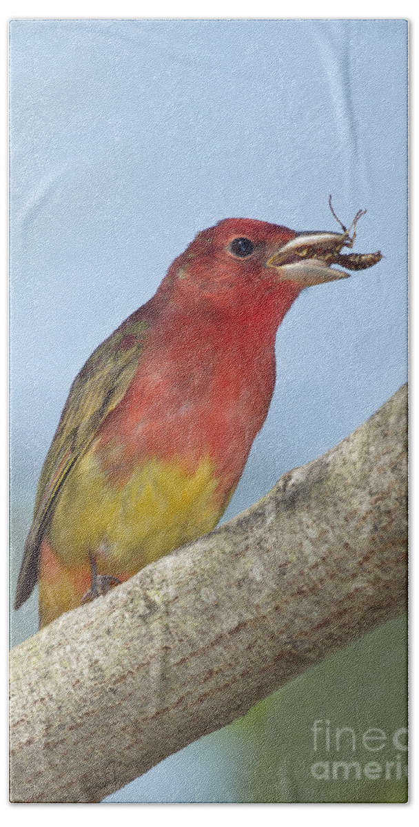 Summer Tanager Beach Towel featuring the photograph Summer Tanager Eating Wasp by Anthony Mercieca