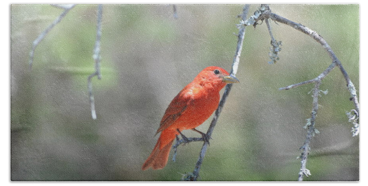 Red Beach Sheet featuring the photograph Summer Tanager by Frank Madia