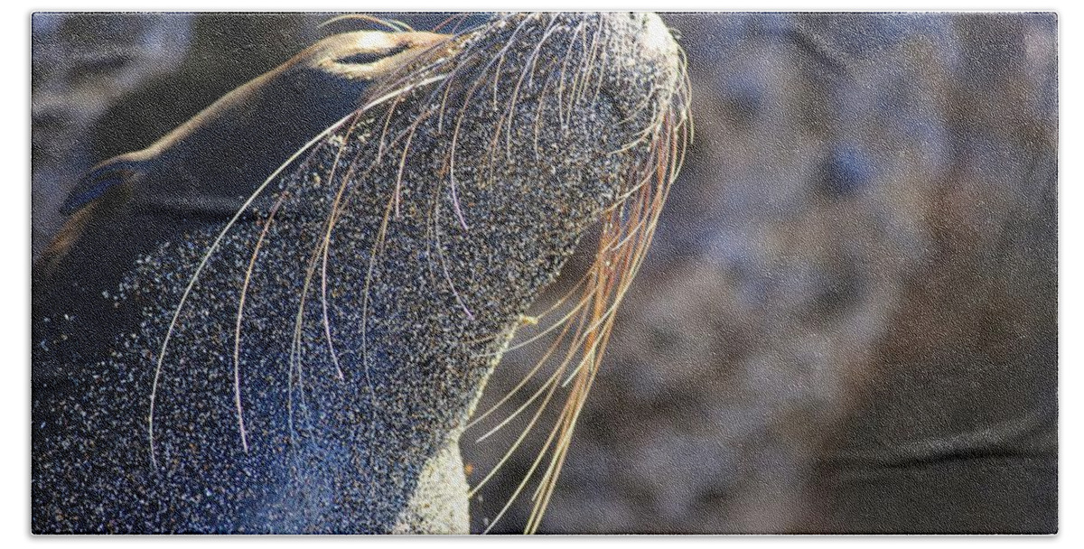 Galapagos Beach Towel featuring the photograph Sunbathing Galapagos Sea Lion by Allan Morrison