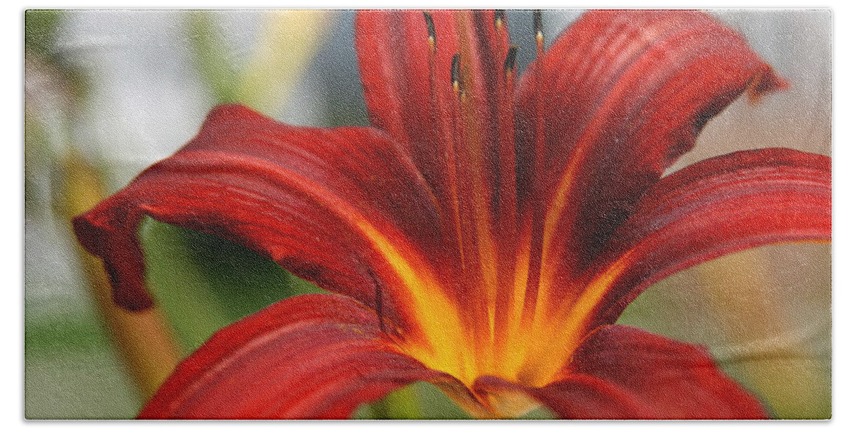 Lilies Beach Towel featuring the photograph Sunburst Lily by Neal Eslinger