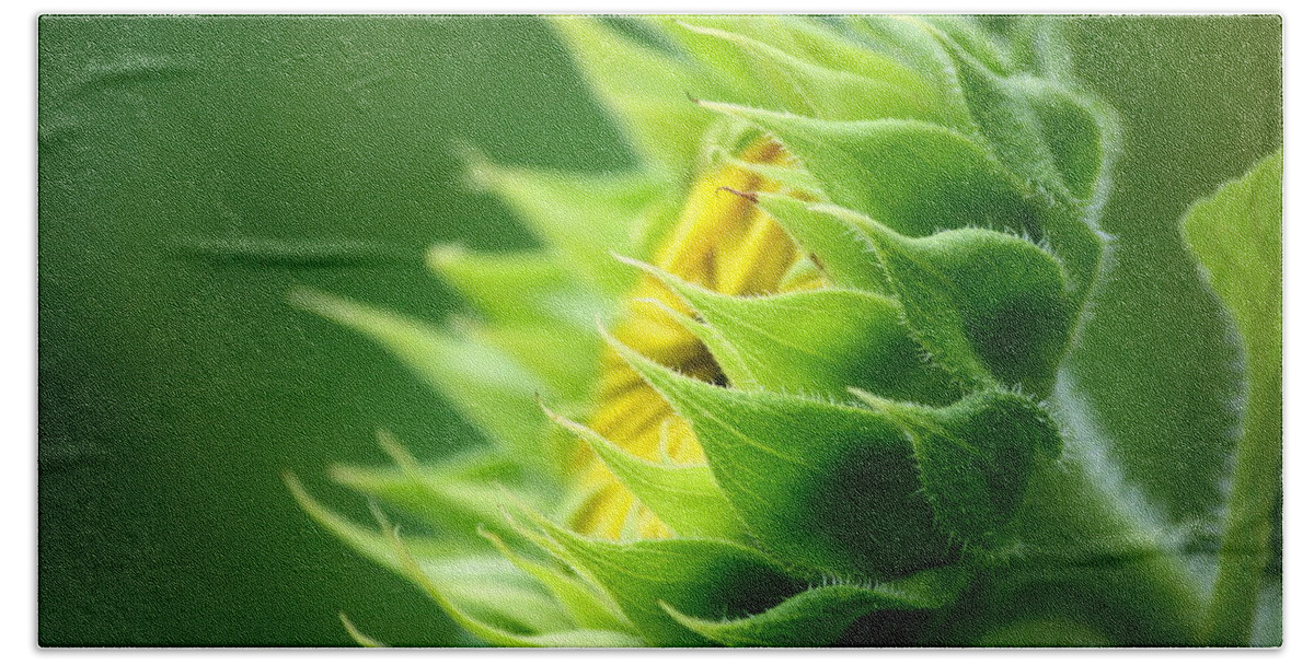 Yellow Sunflower Beach Towel featuring the photograph Awakening Sunflower by Neal Eslinger