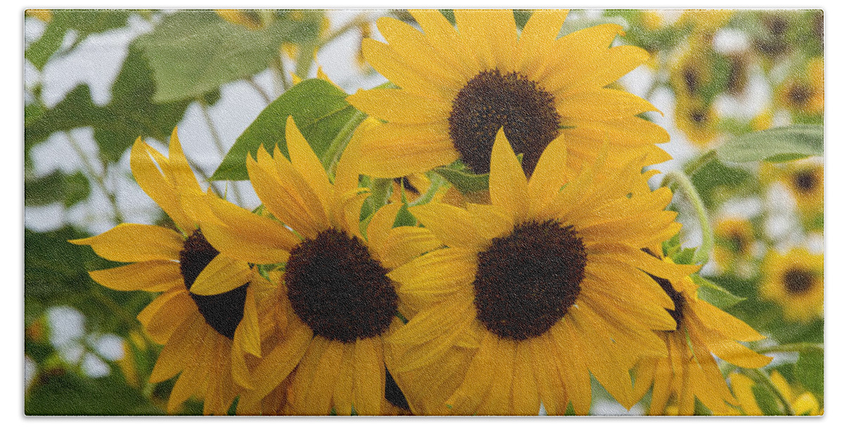 Flower Beach Towel featuring the photograph Sunflower Bouquet by Patricia Schaefer