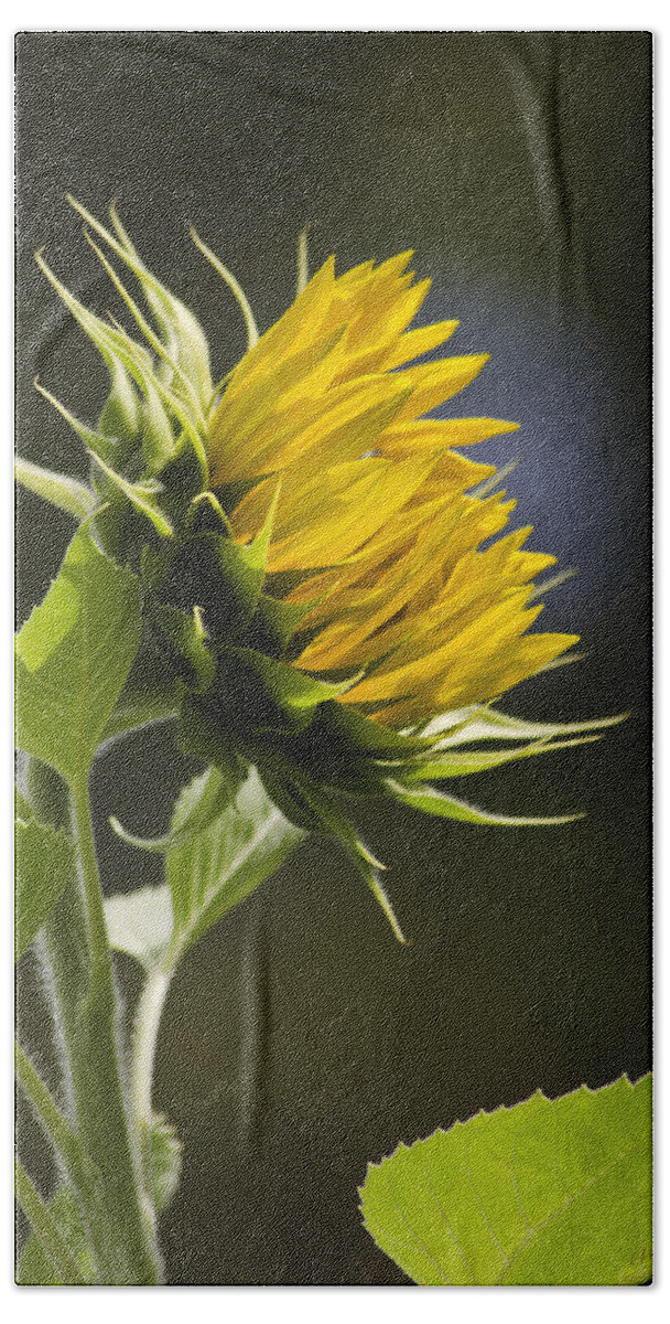 Sunflower Beach Towel featuring the photograph Sunflower Bright Side by Christina Rollo