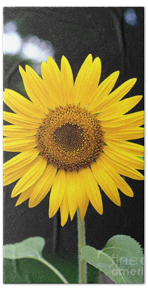 Plant Beach Towel featuring the photograph Sunflower by Gregory G. Dimijian