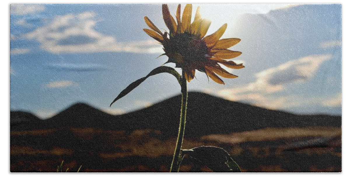 Sunflower Beach Sheet featuring the photograph Sunflower in the Sun by Matt Quest