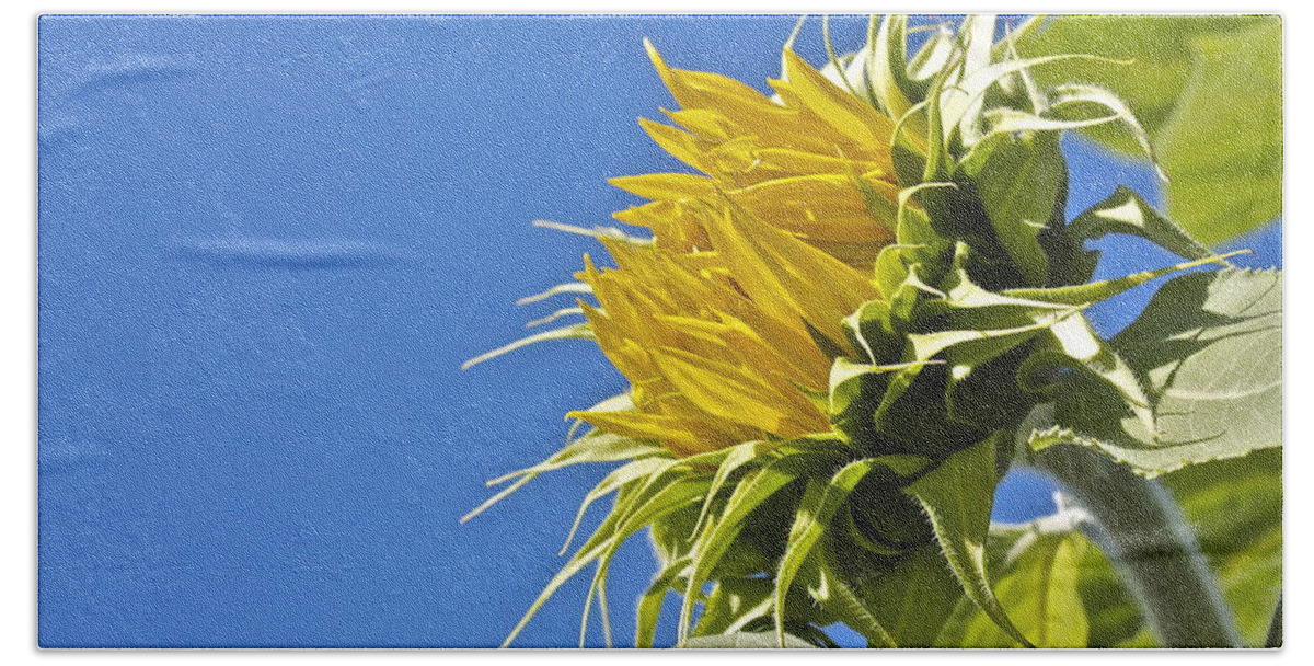 Flowers Beach Towel featuring the photograph Sunflower by Linda Bianic