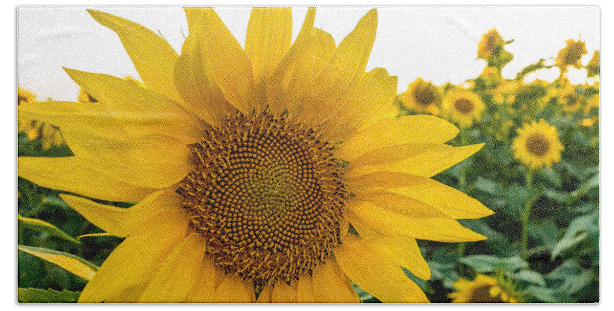Blooming Beach Towel featuring the photograph Fibonacci in Full Bloom by Melinda Ledsome