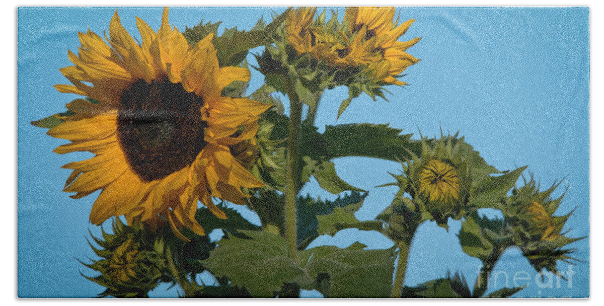 Sunflower Beach Towel featuring the photograph Sunflower Morning by Cheryl Baxter