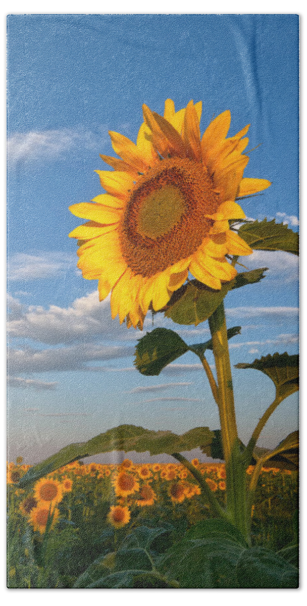 Sunflower Beach Towel featuring the photograph Sunflower by Ronda Kimbrow