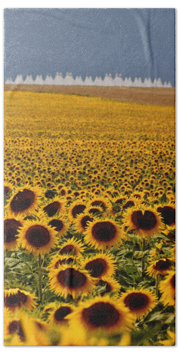Denver International Airport Beach Sheet featuring the photograph Sunflowers and Airports by Ronda Kimbrow