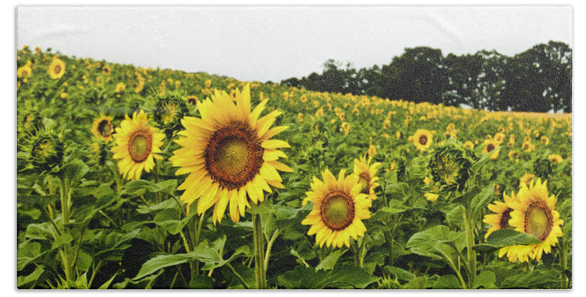Bloom Beach Towel featuring the photograph Sunflowers on a Hill by Christi Kraft