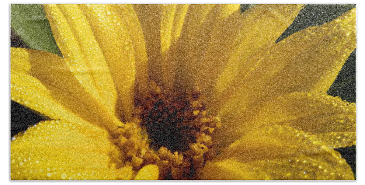 Another Morning With #dew On The #sunflower Blooming Beach Towel featuring the photograph Sunny Sunflower Dew by Belinda Lee