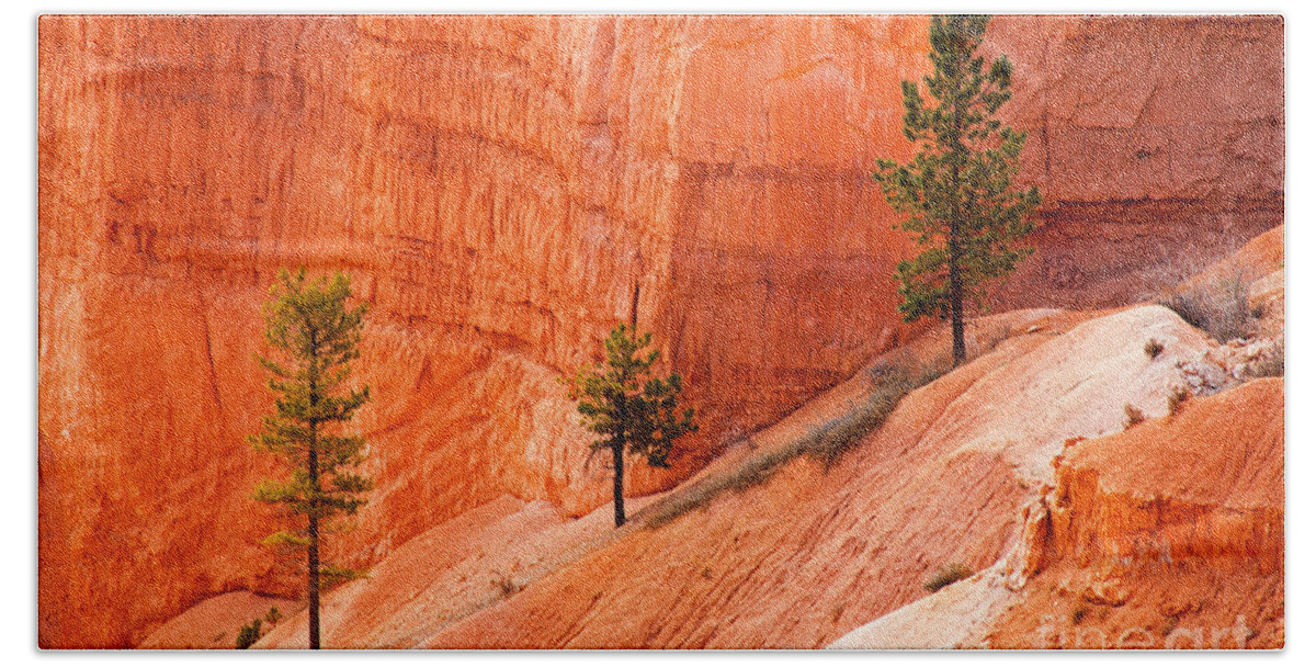 Bryce Canyon Beach Sheet featuring the photograph Sunrise Point Bryce Canyon National Park by Fred Stearns