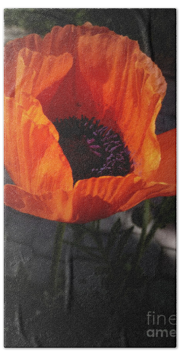 Background Beach Towel featuring the photograph Sunshine Poppy by Lingfai Leung