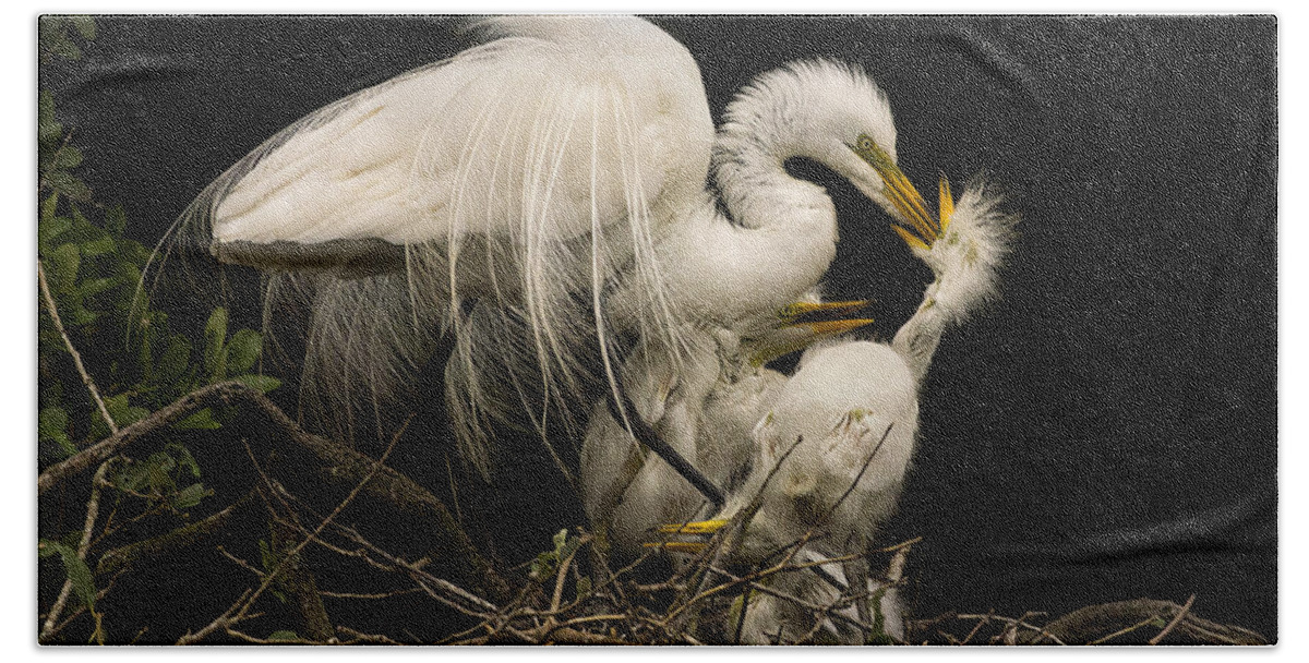Great Egret Beach Towel featuring the photograph Suppertime by Priscilla Burgers
